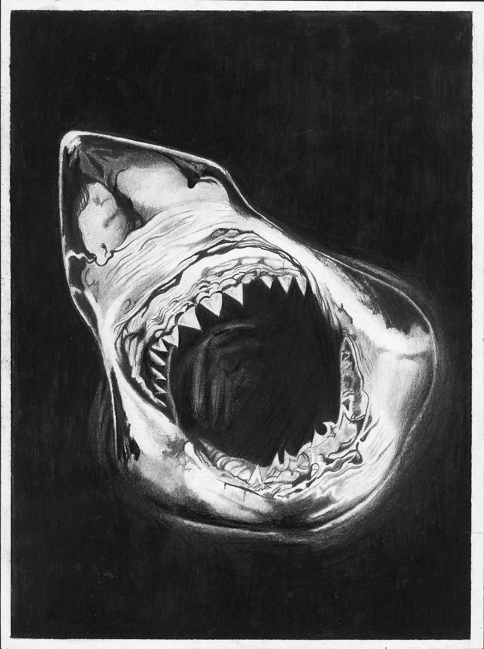 This Shark drawing by Alex Sauret captures a dramatic front-facing view of a shark with its mouth wide open. The focus is on the shark's menacing mouth and sharp teeth, rendered in intricate detail.